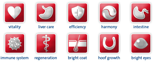 Icons Pferd