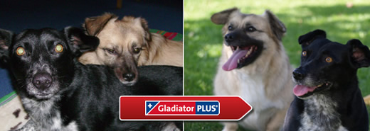 Wann sollten Sie GladiatorPLUS bei Hunden füttern?