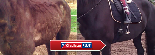Pferd Futtererg�nzung GladiatorPLUS