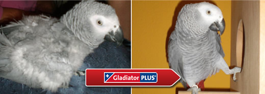 Vogel Futtererg�nzung GladiatorPLUS
